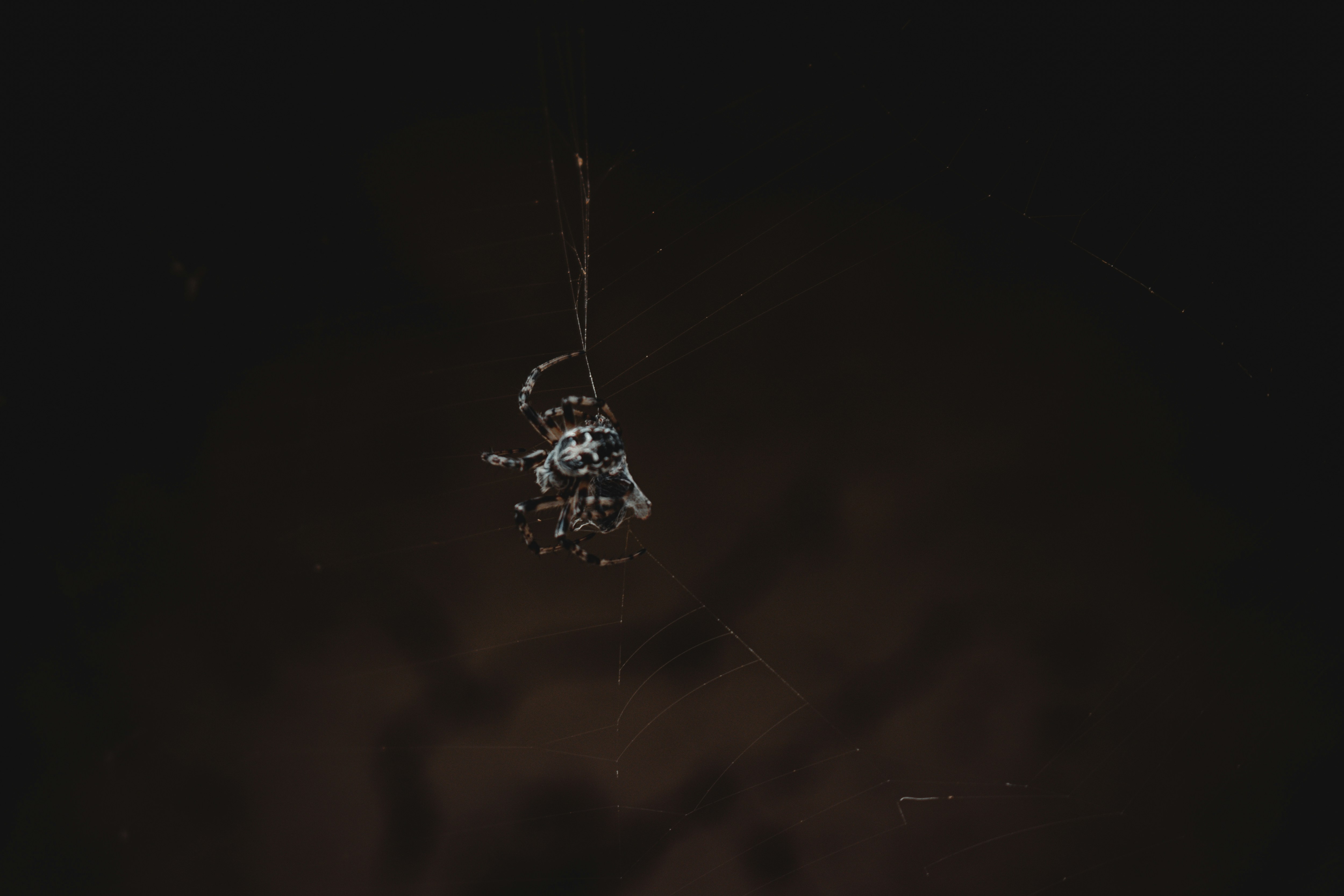 Una araña colgando de una telaraña en la oscuridad