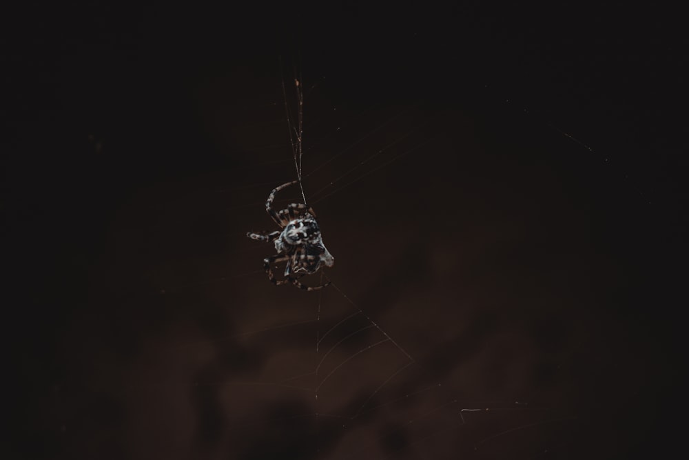 a spider hanging from a web in the dark