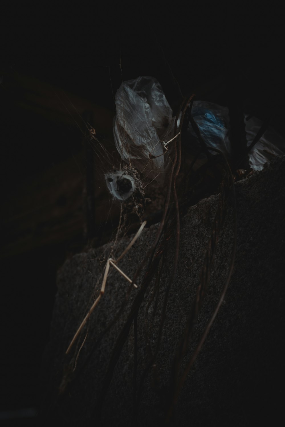 a black background with a bunch of dead plants