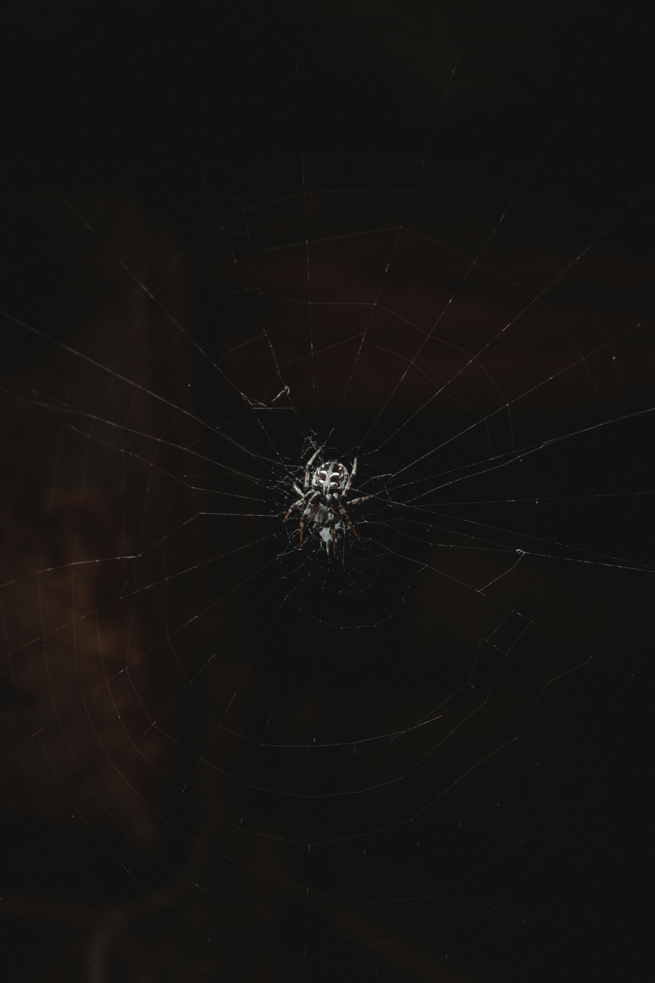 a spider web in the dark with a dark background