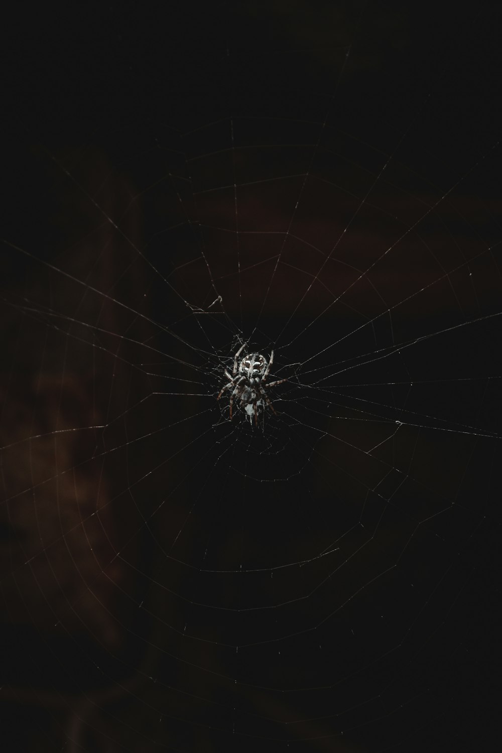 a spider web in the dark with a dark background