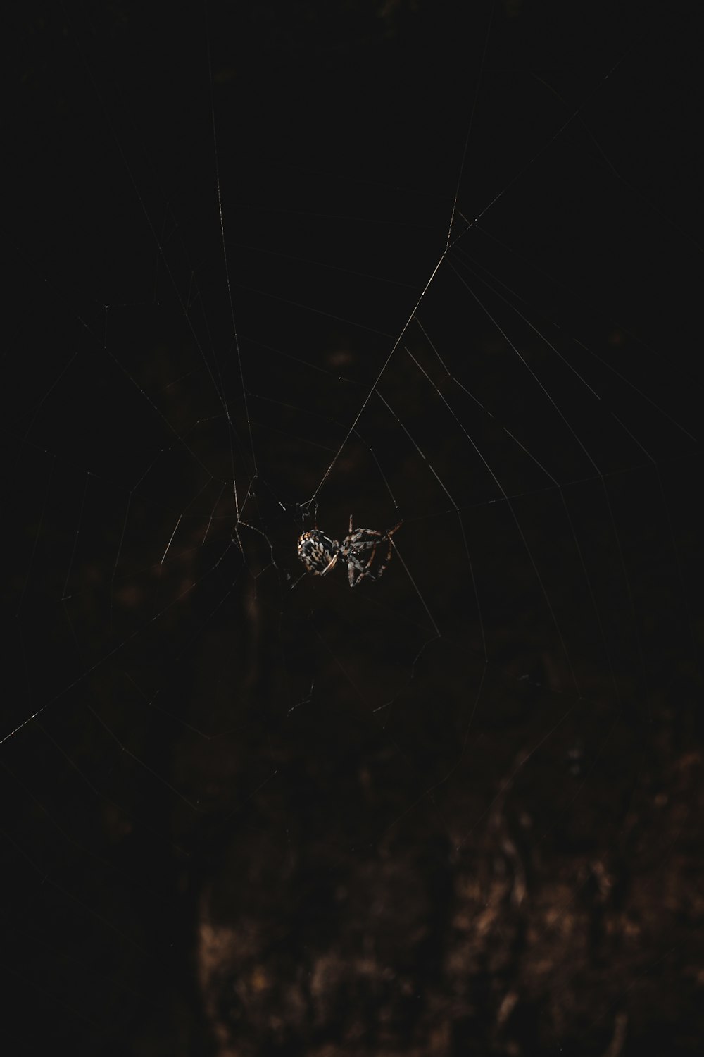 a spider in its web in the dark