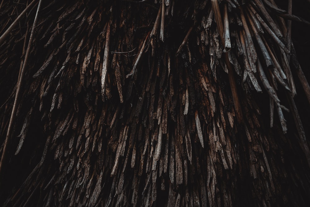 a close up of the bark of a tree