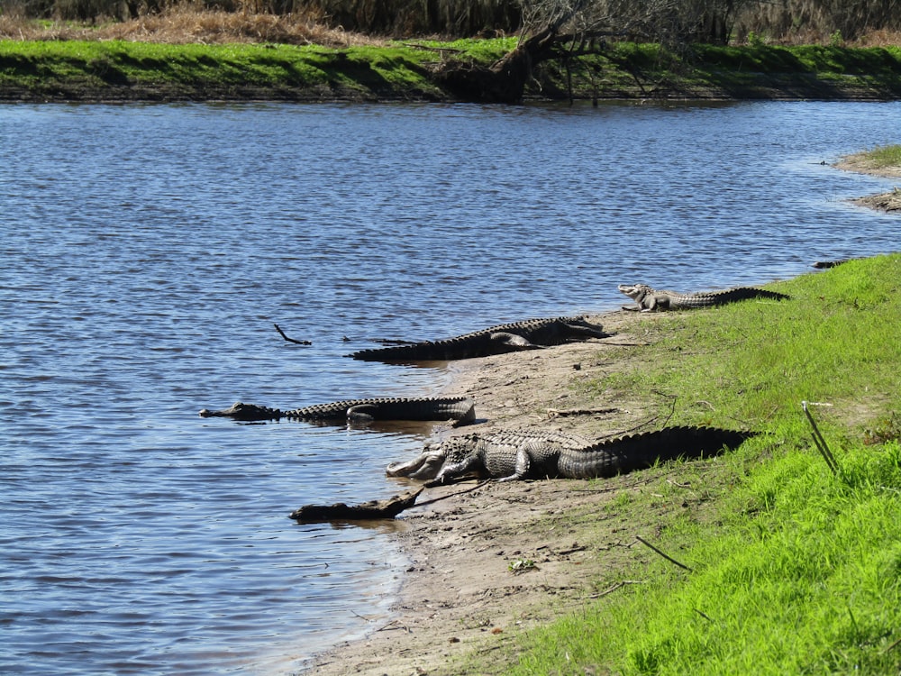 Un grupo de caimanes descansando en la orilla de un río