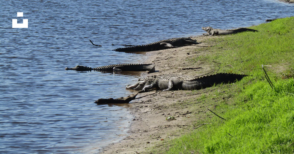 Caimanes En Rio Foto Un grupo de caimanes descansando en la orilla de un río – Imagen ...