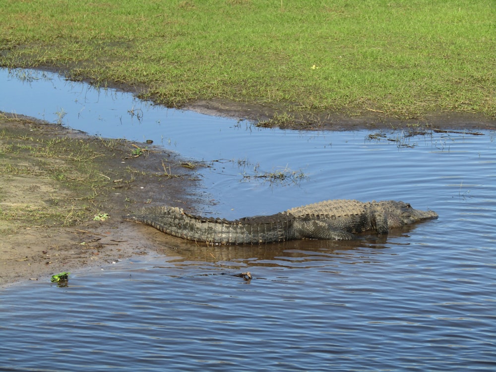 Un caimán grande en un cuerpo de agua