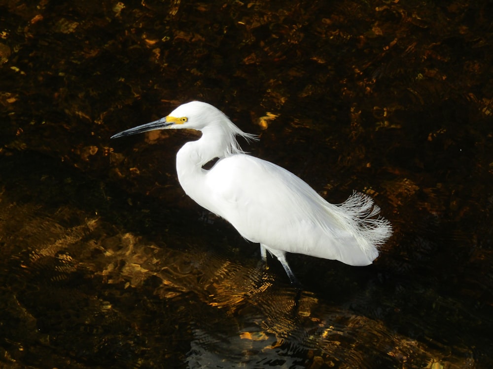 Un pájaro blanco está parado en el agua