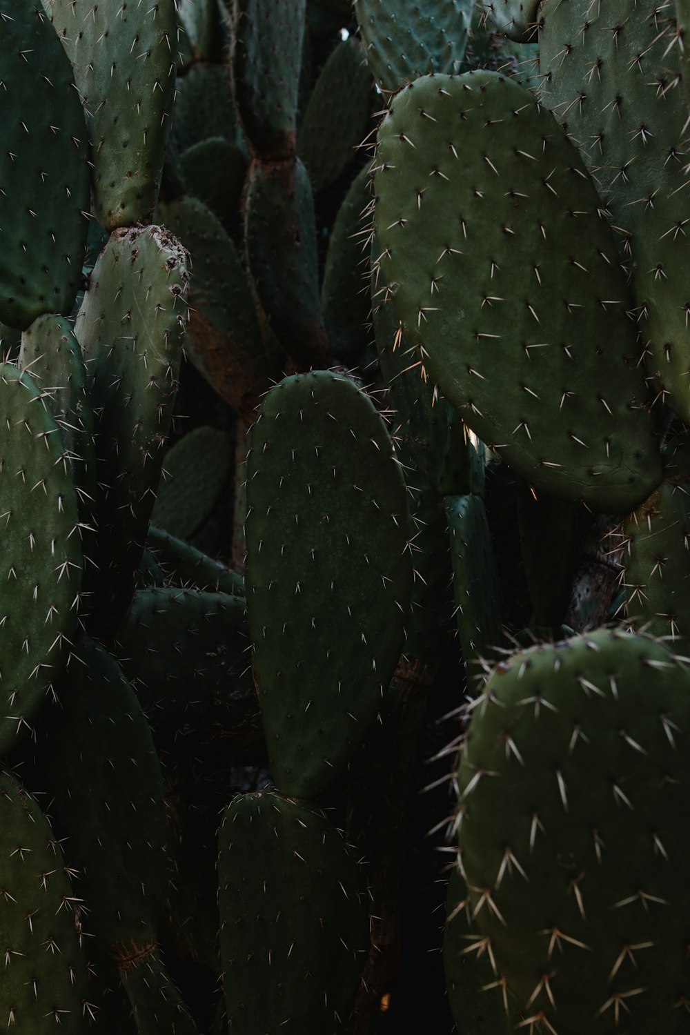 a close up of a cactus