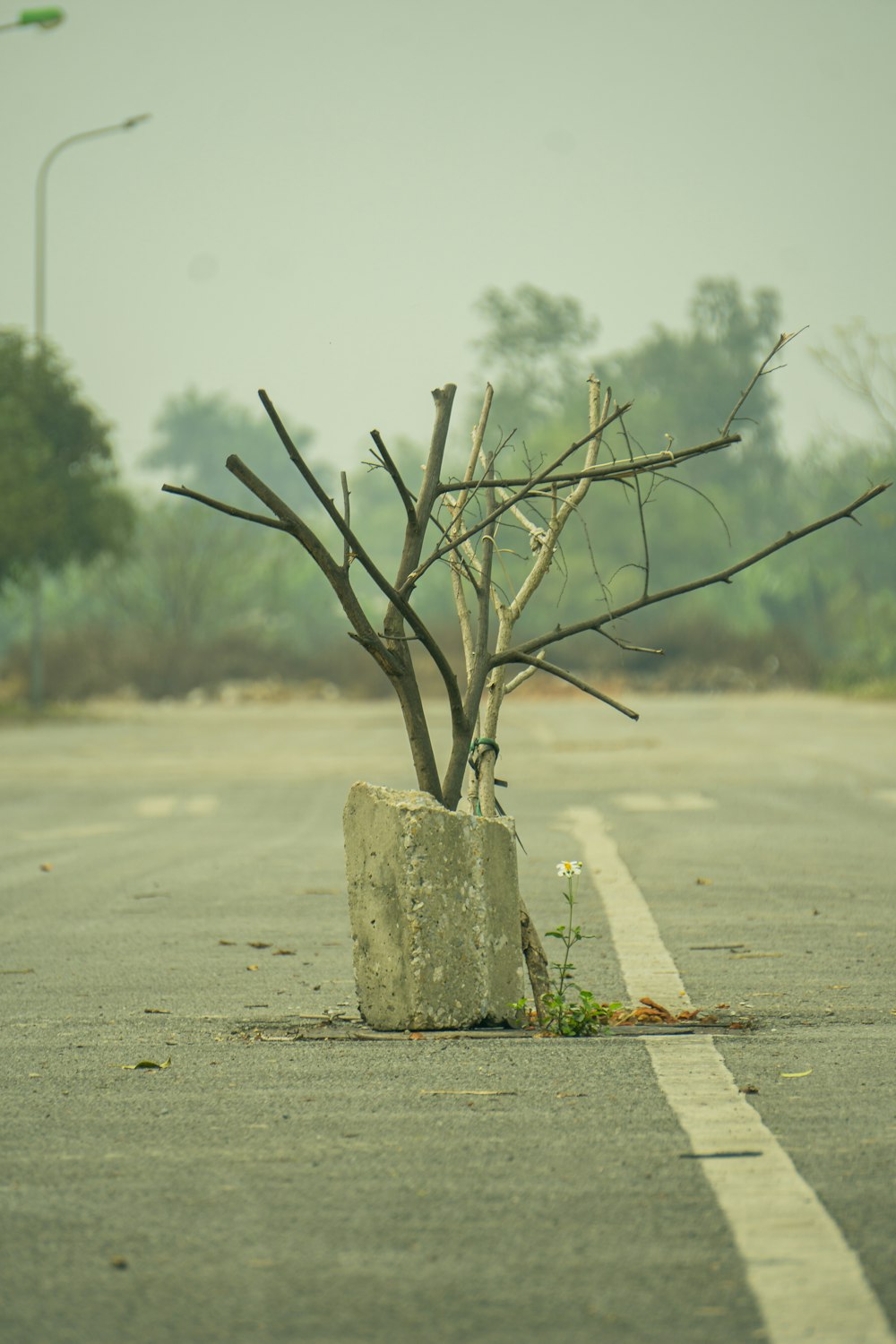 a tree growing out of a rock in the middle of the road