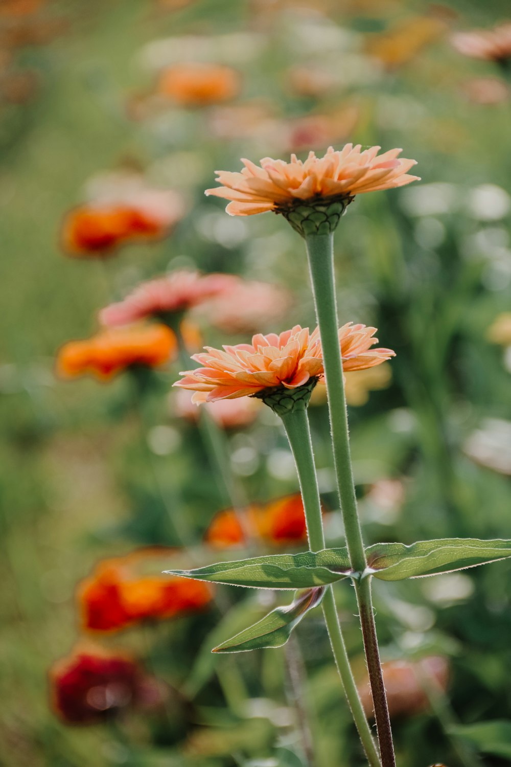 a field full of orange and white flowers