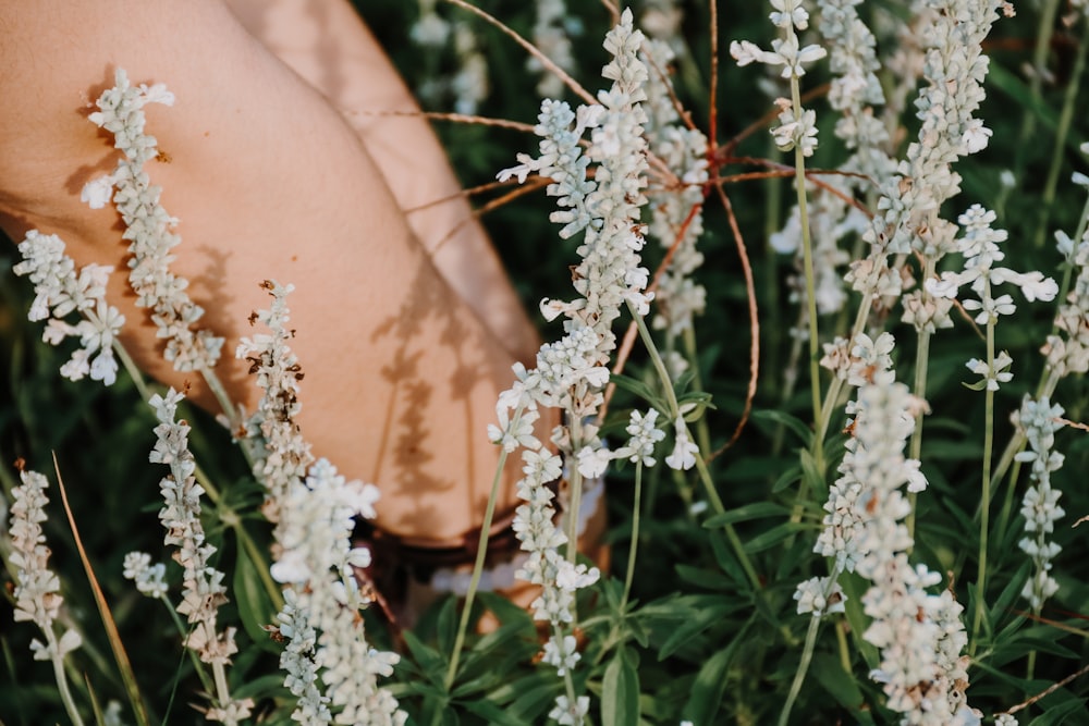 a close up of a plant with white flowers