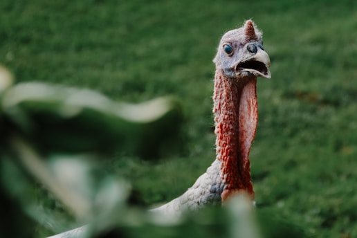 Best Realistic Appearance: Decoys with detailed paint jobs