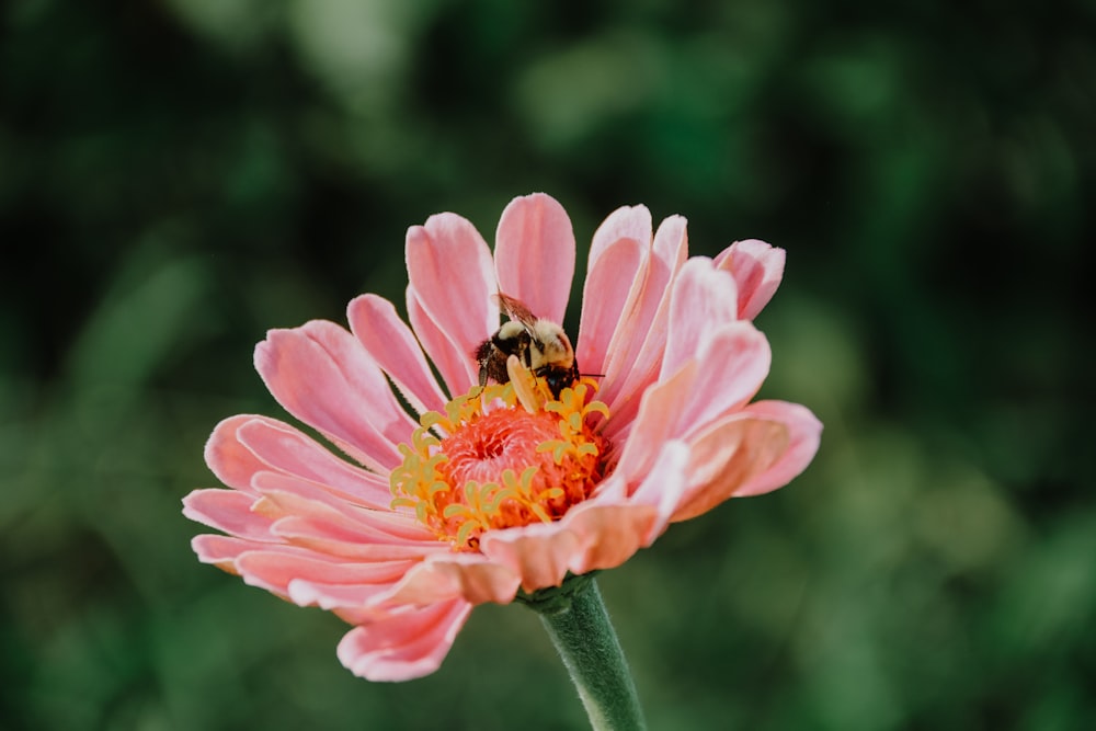 a pink flower with a bee on it