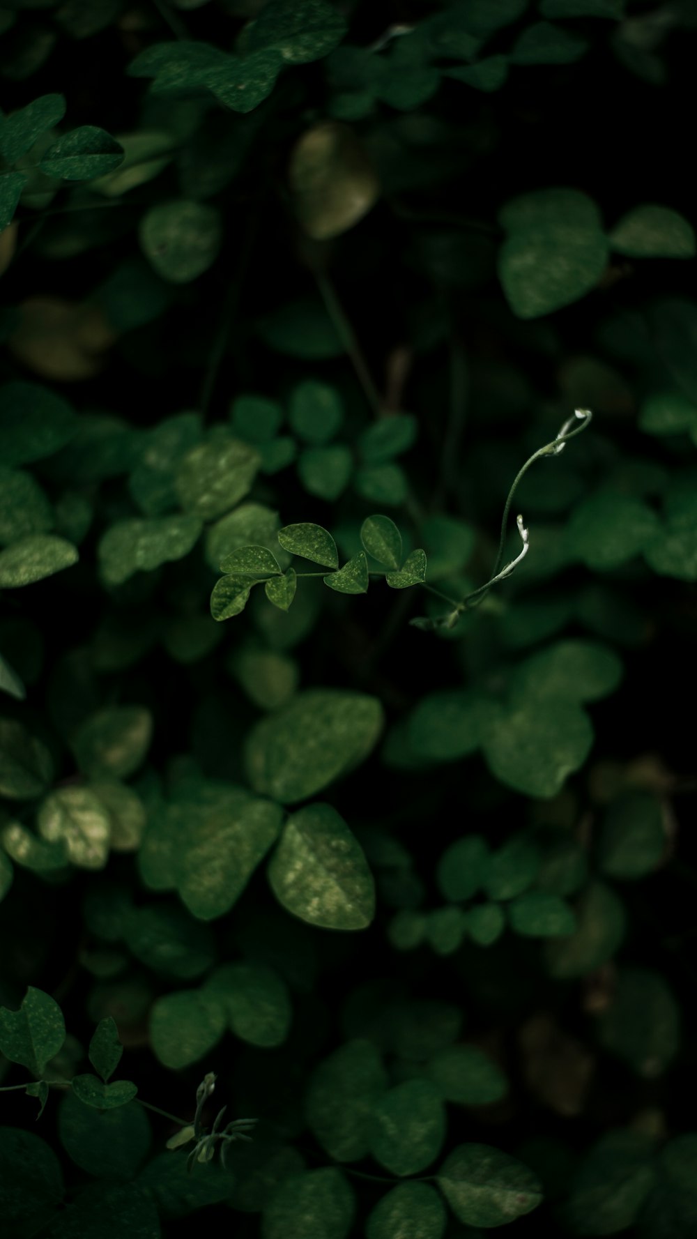 a close up of a green plant with leaves