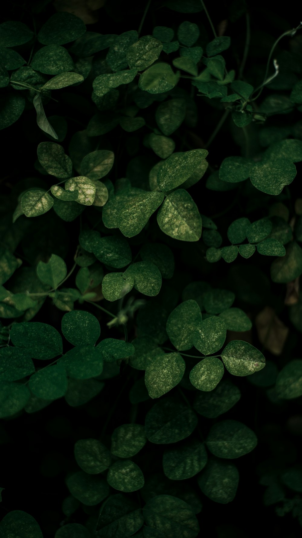 a close up of a green plant with leaves