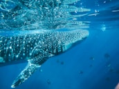 A large whale shark swimming just beneath the surface of a vibrant blue ocean, with sunlight filtering through the water and dappling its spotted skin. Several smaller fish can be seen swimming alongside the shark.