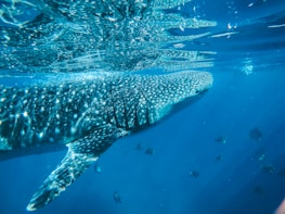 A large whale shark swimming just beneath the surface of a vibrant blue ocean, with sunlight filtering through the water and dappling its spotted skin. Several smaller fish can be seen swimming alongside the shark.