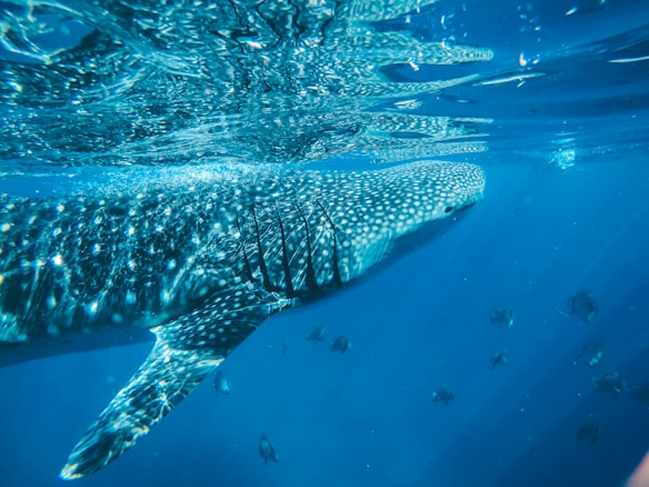 A large whale shark swimming just beneath the surface of a vibrant blue ocean, with sunlight filtering through the water and dappling its spotted skin. Several smaller fish can be seen swimming alongside the shark.