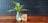 A green plant with long leaves is placed in a transparent glass vase filled with water, sitting on a wooden table. There is a small card with a QR code and some text next to it. The background features a black brick wall.