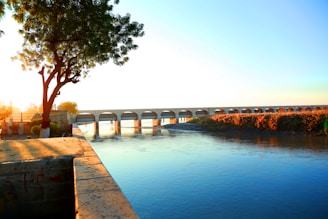 a bridge over a body of water with a tree in the foreground