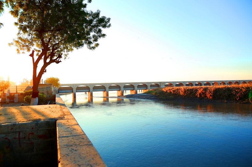 a bridge over a body of water with a tree in the foreground