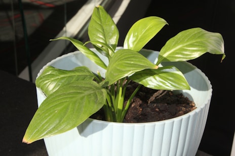 a green plant in a white pot on a table