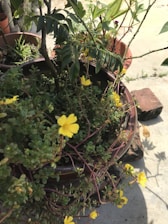 A garden setting with pots containing various plants. The central focus is on a pot with lush green leaves and small yellow flowers. Other pots with different plants are visible in the background, and the scene is lit by natural sunlight.