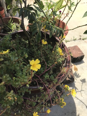 A garden setting with pots containing various plants. The central focus is on a pot with lush green leaves and small yellow flowers. Other pots with different plants are visible in the background, and the scene is lit by natural sunlight.