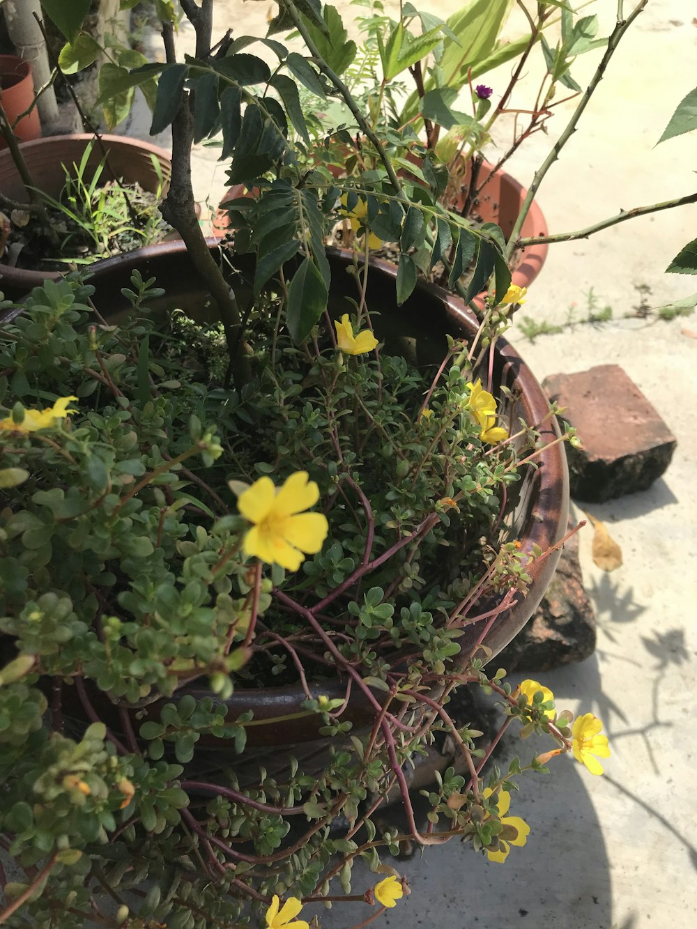 a potted plant with yellow flowers in it