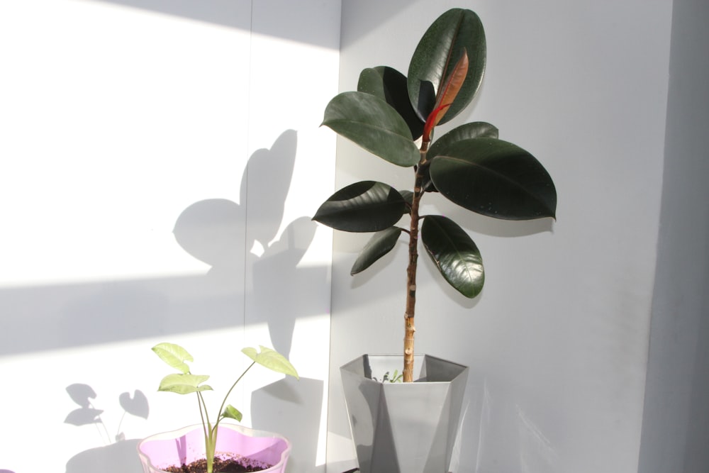 una planta en maceta sentada junto a otra planta en maceta