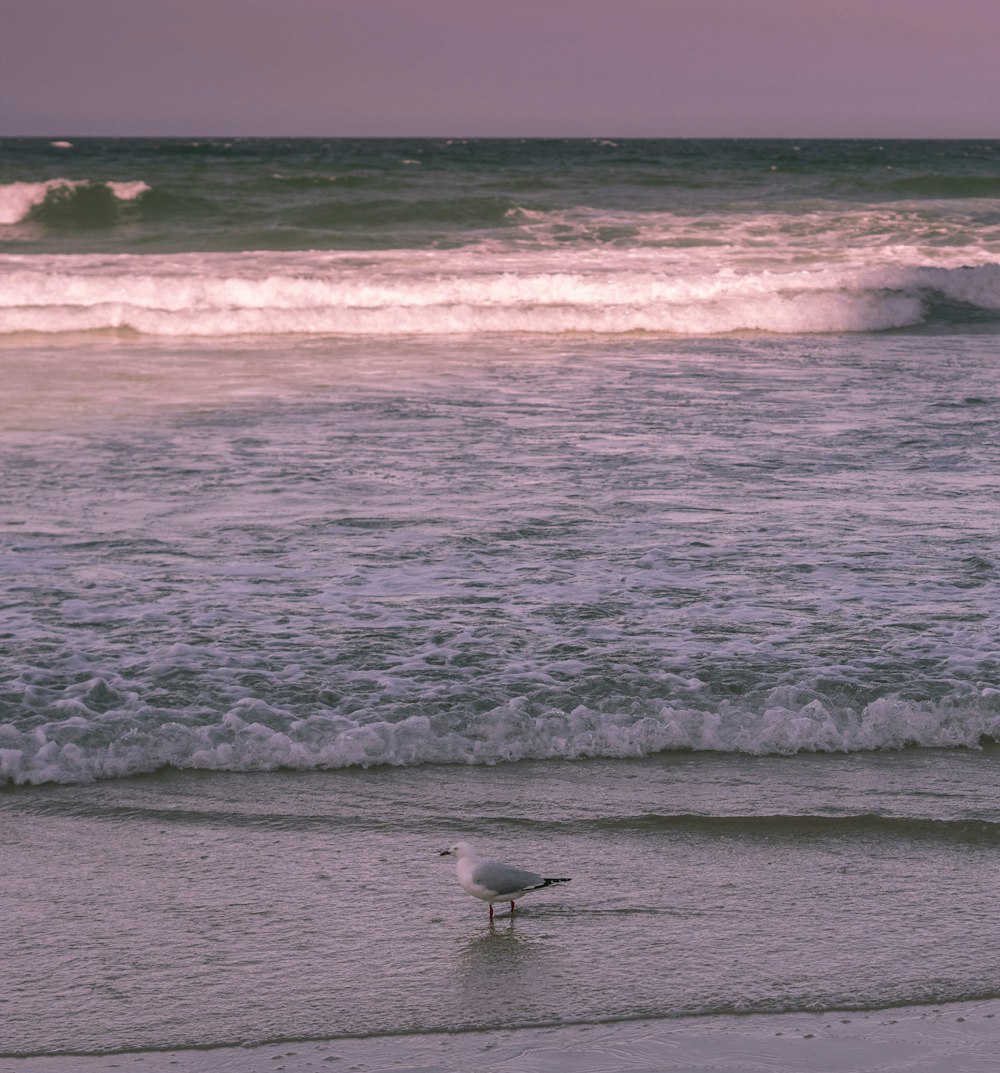 a seagull standing in the surf at the beach