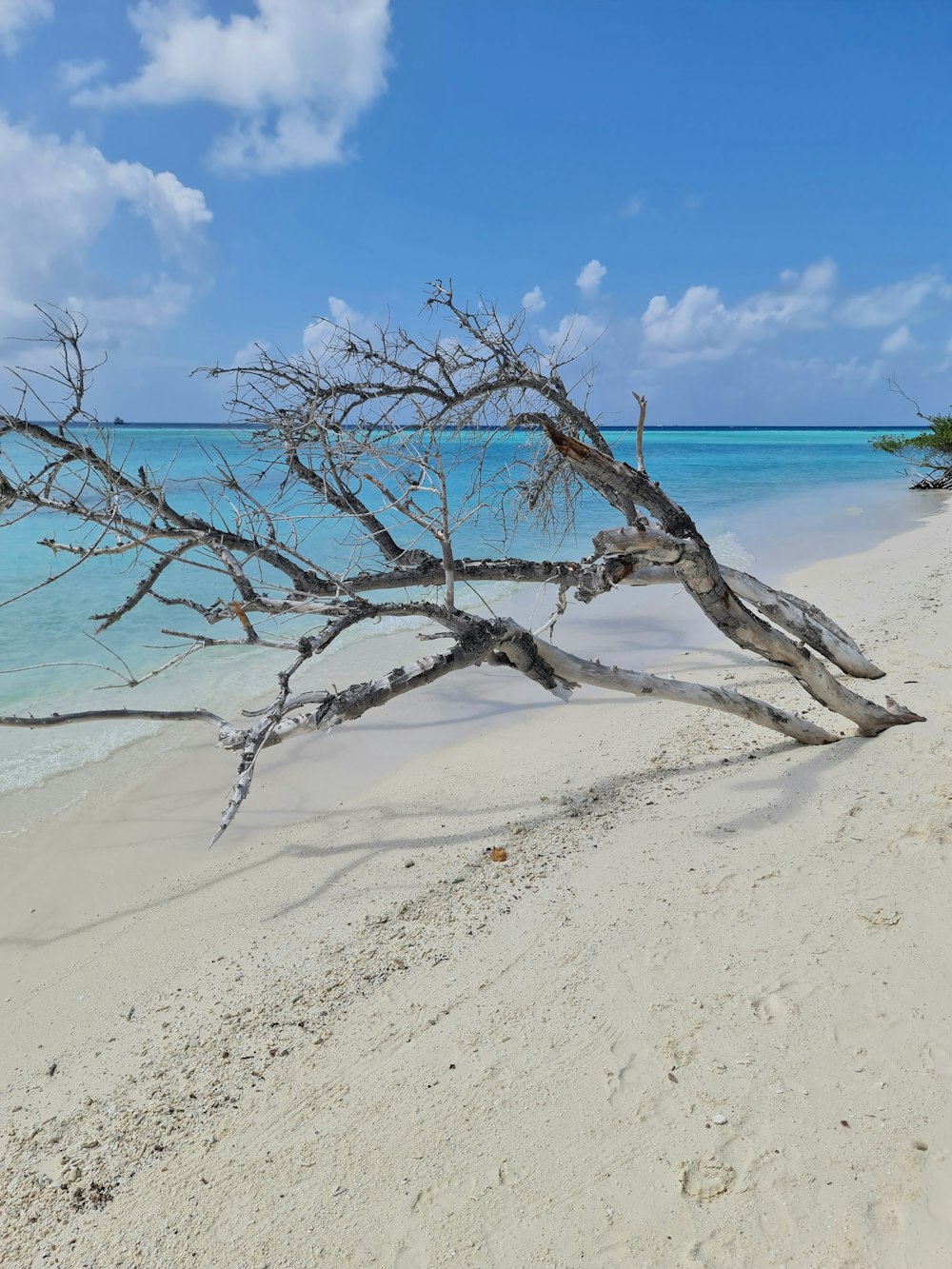 a fallen tree on a beach with blue water in the background