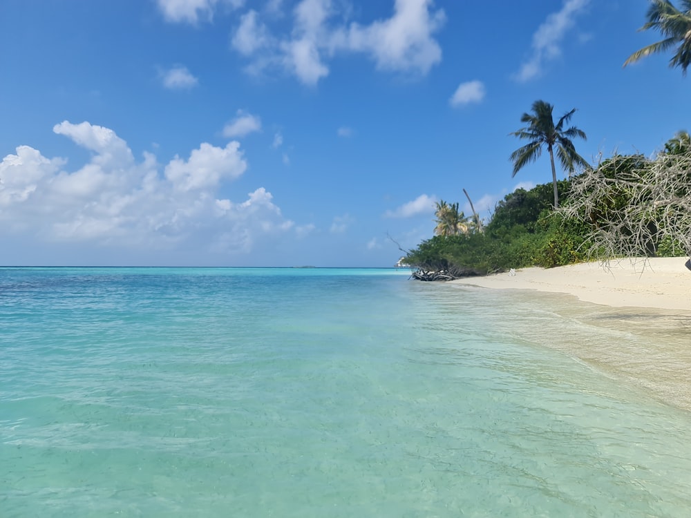 a beach with a boat in the water and palm trees in the background