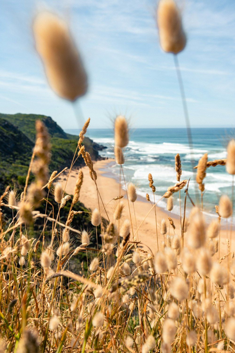 a view of a beach from a grassy area