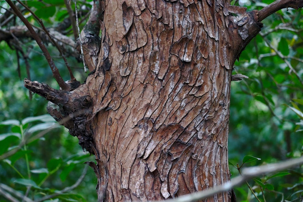 a bird perched on top of a tree in a forest