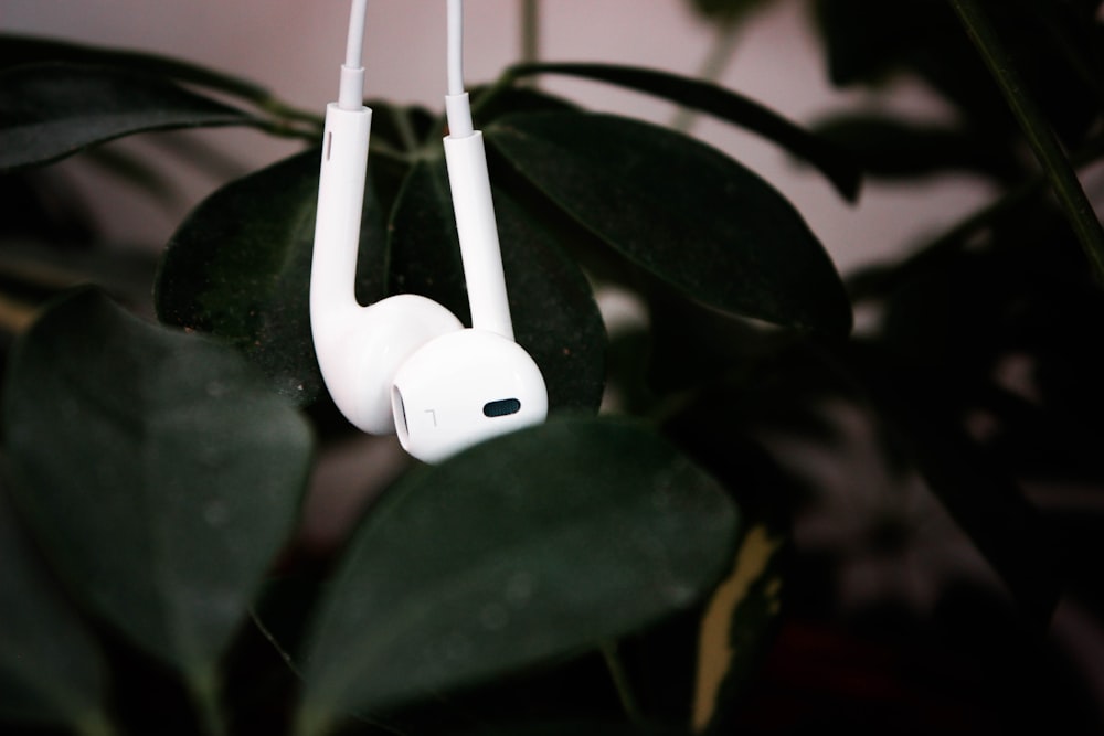 a pair of headphones hanging from a plant