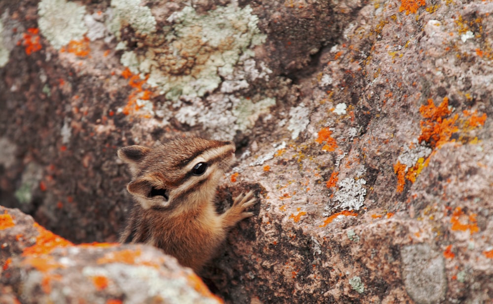 a small chipper chipping on the side of a rock