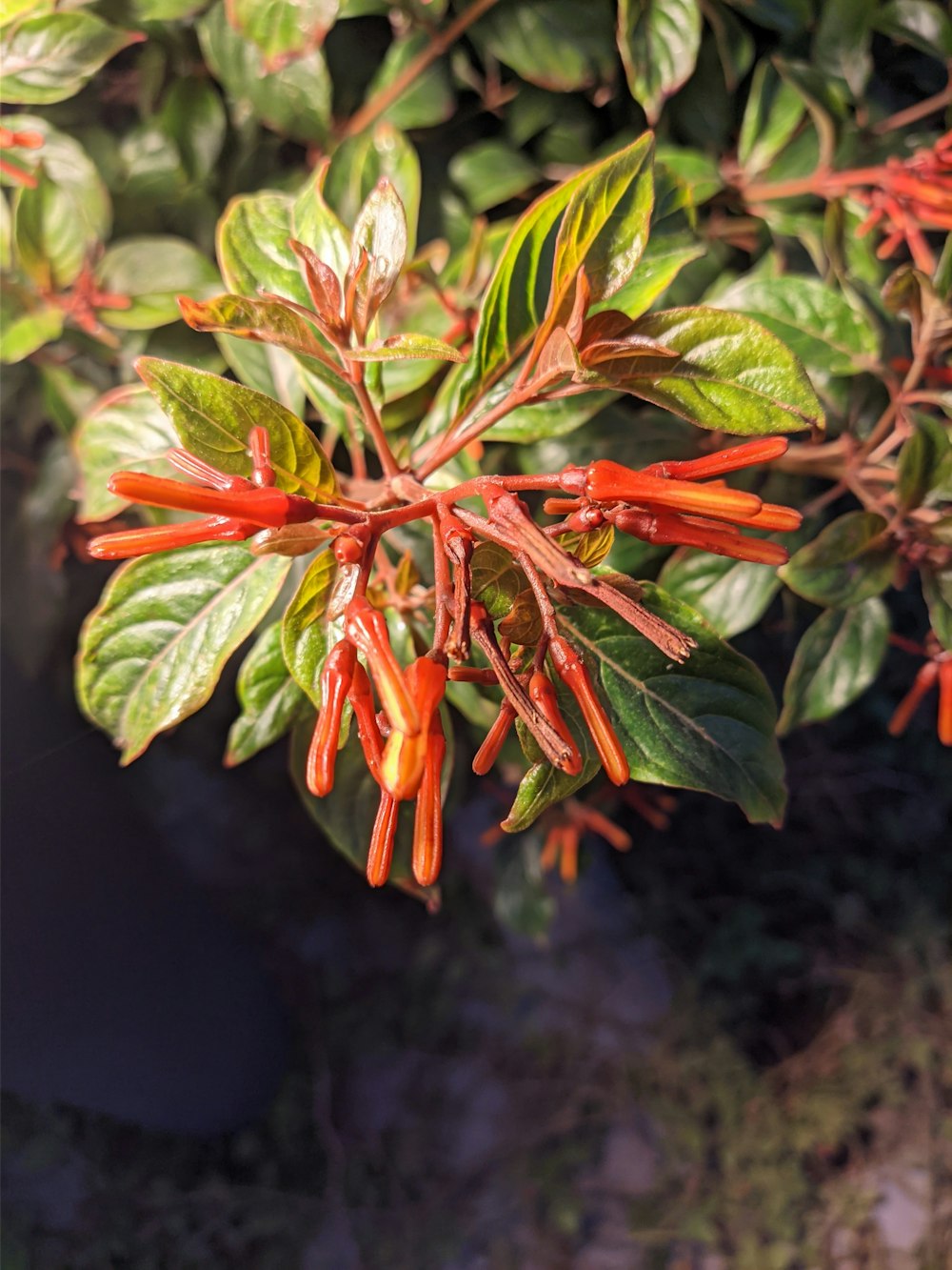 a close up of a plant with red flowers