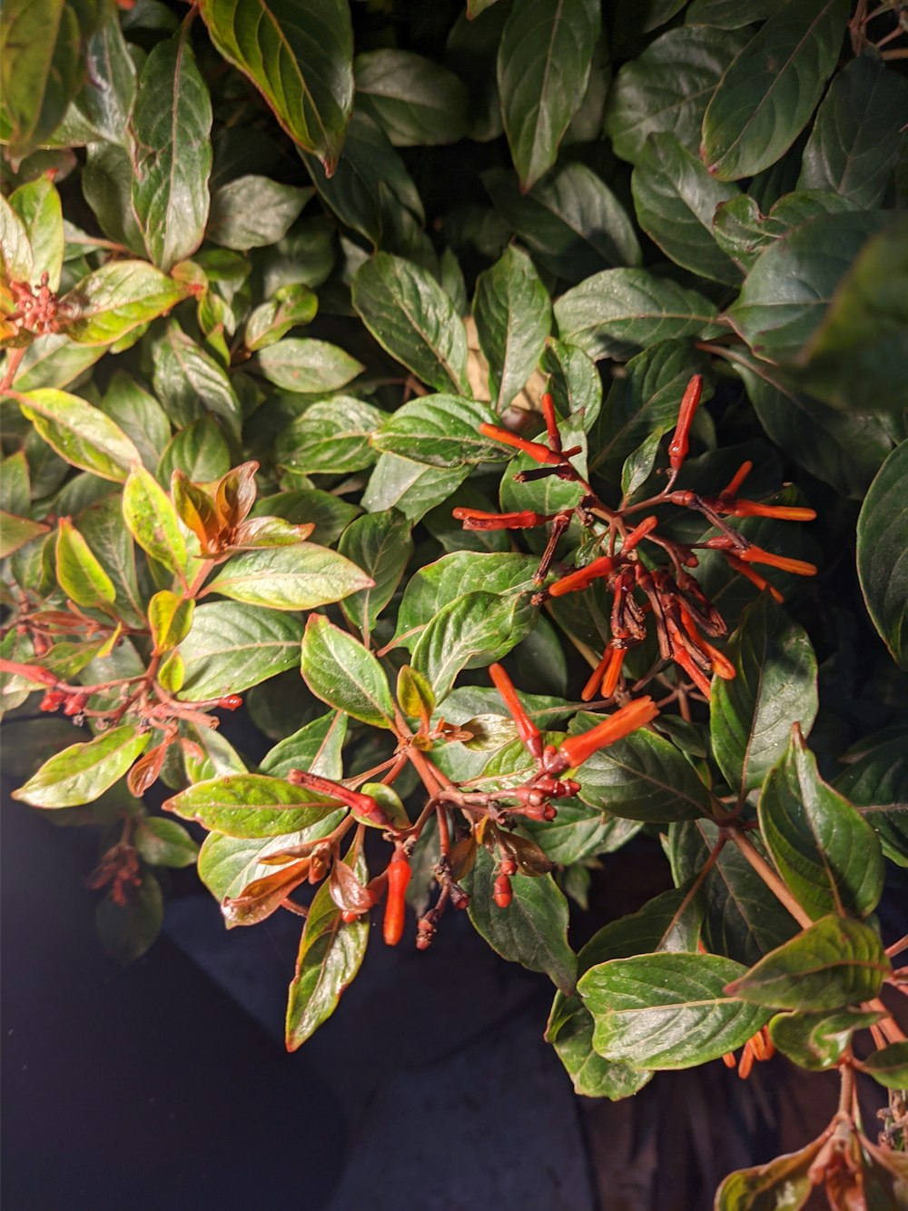 a close up of a plant with red and green leaves