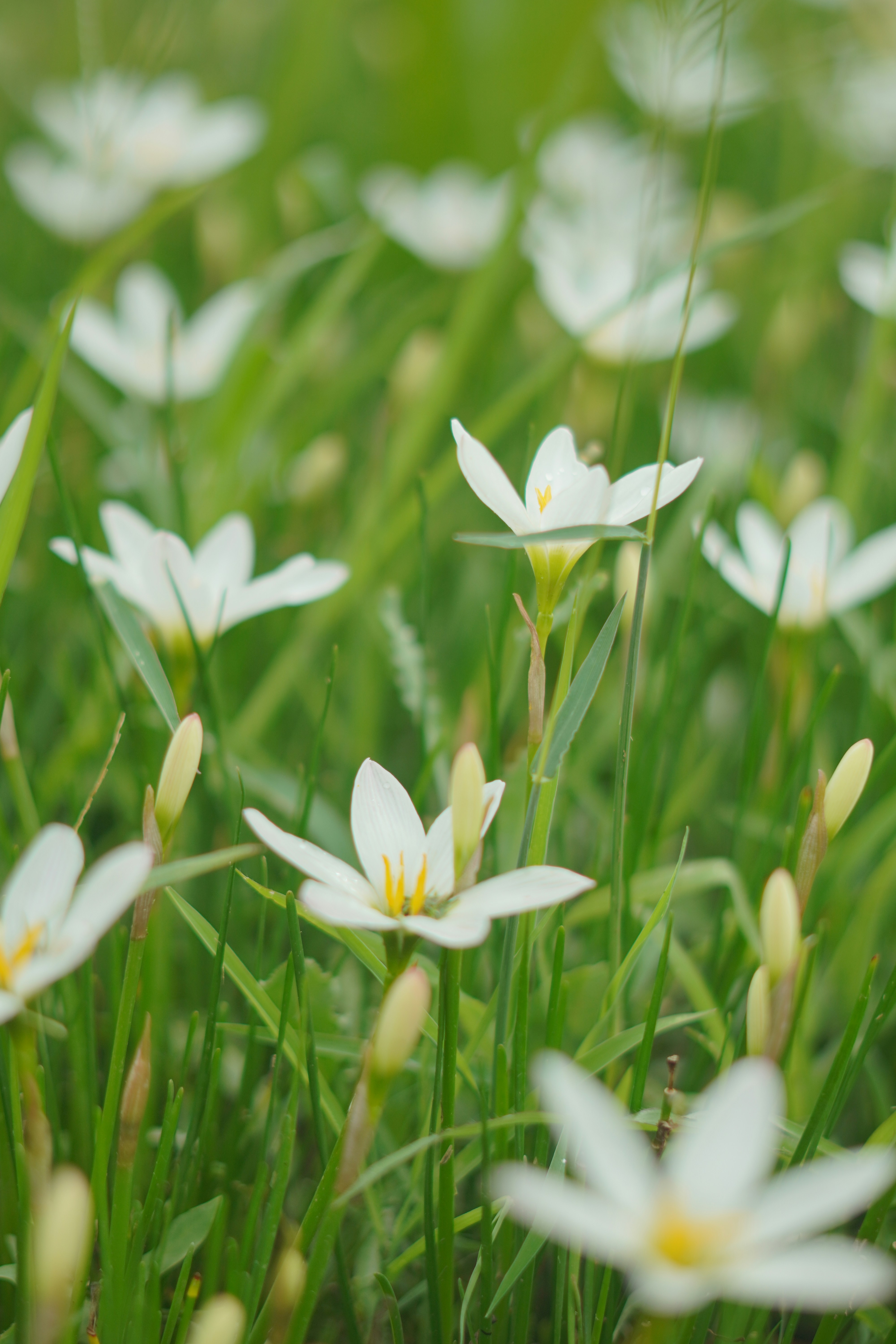 Photo by vikram_basuawal007