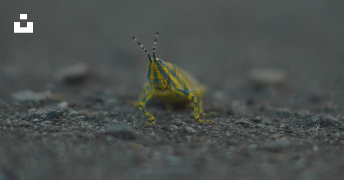Yellow Crawling Insect A small yellow bug crawling on the ground photo – Free Grey Image on ...
