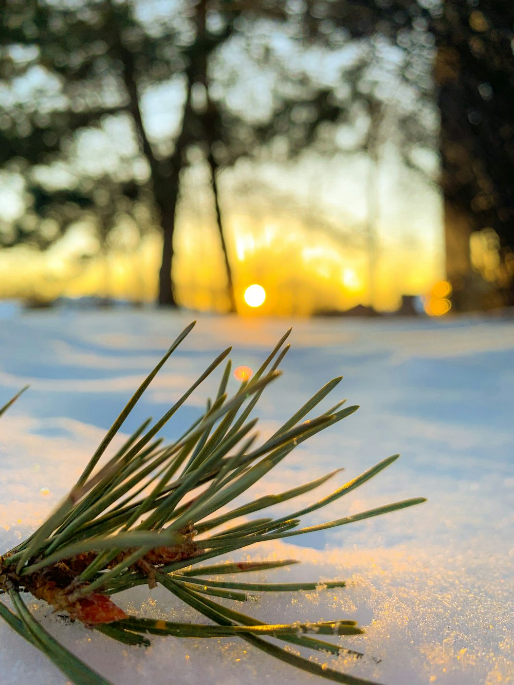 a pine tree branch laying in the snow