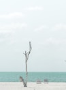a tree that is standing in the sand