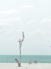a tree that is standing in the sand