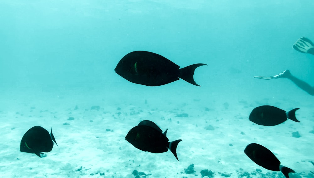 a group of fish swimming in the ocean