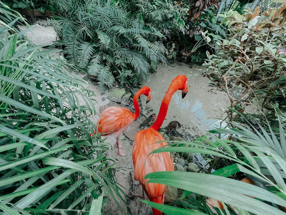 Zwei Flamingos stehen in einem tropischen Garten