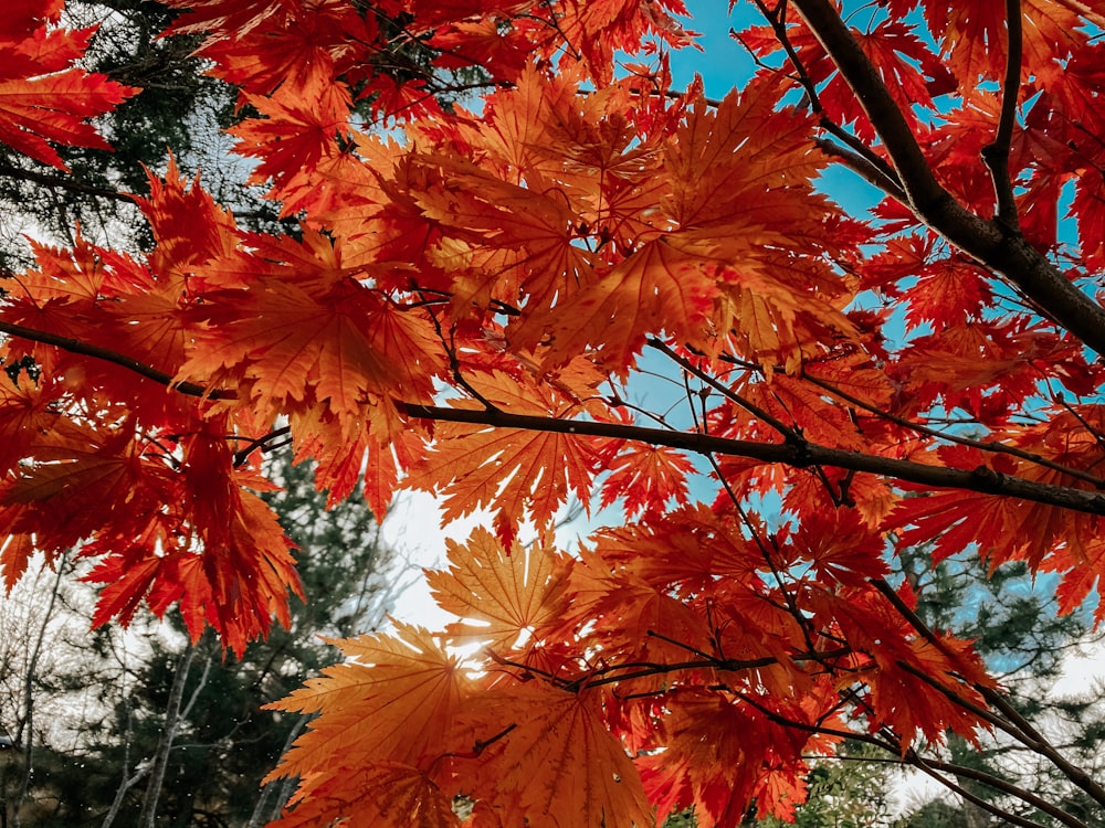 a tree with red leaves and a blue sky in the background