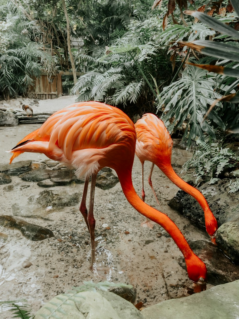 a pink flamingo standing in a pool of water