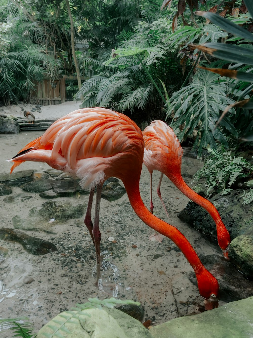 a pink flamingo standing on a rock next to a body of water