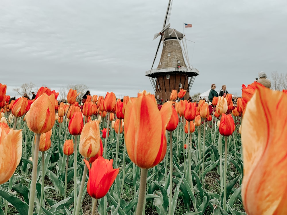 ein Feld orangefarbener Tulpen mit einer Windmühle im Hintergrund